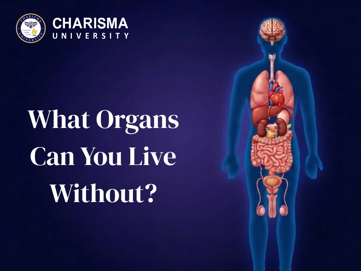 What Organs Can You Live Without